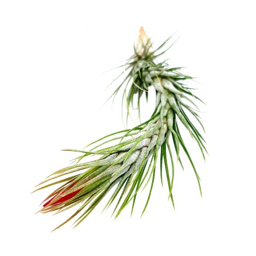 Tillandsia Funckiana air plant for sale, How to care for Tillandsia Funckiana air plant, air plant gift decor ideas, Growing Tillandsia Funckiana air plant, rare air plant