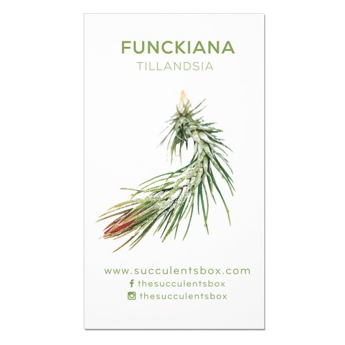 Succulent ID Cards for sale, Airplant ID Cards for sale, Succulent Care Cards, ID Cards for Specific Succulents, Identifying Types of Succulents, Types of Succulent Plants, How to identify Types of succulents, Succulents Gift Ideas, How to care for Types of Succulents