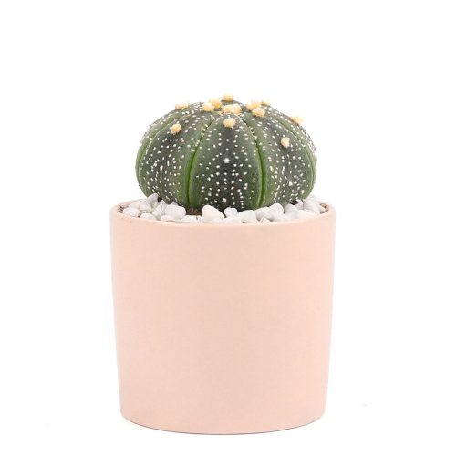 Succulent with Small Modern Cylinder Pot, Unique Succulent Gift Ideas, Succulent in ceramic pots, Succulent Decor Ideas, 2 inch succulent pots for sale, EcoFriendly Succulent Gift Box for Employee, Corporate Gift Succulents For Sale Online, Succulent Thank You Gift Ideas, Thank you gift for your staff in 2023, Customizable Gift Boxes for employees and clients, Office gift for employees, Employee appreciation day 2023 ideas, Succulent Plants for Clients & Employees for sale 