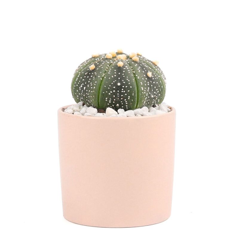 Succulent with Small Modern Cylinder Pot, Unique Succulent Gift Ideas, Succulent in ceramic pots, Succulent Decor Ideas, 2 inch succulent pots for sale, EcoFriendly Succulent Gift Box for Employee, Corporate Gift Succulents For Sale Online, Succulent Thank You Gift Ideas, Thank you gift for your staff in 2023, Customizable Gift Boxes for employees and clients, Office gift for employees, Employee appreciation day 2023 ideas, Succulent Plants for Clients & Employees for sale