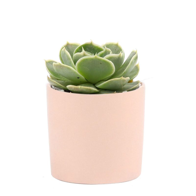 Succulent with Small Modern Cylinder Pot, Unique Succulent Gift Ideas, Succulent in ceramic pots, Succulent Decor Ideas, 2 inch succulent pots for sale, EcoFriendly Succulent Gift Box for Employee, Corporate Gift Succulents For Sale Online, Succulent Thank You Gift Ideas, Thank you gift for your staff in 2023, Customizable Gift Boxes for employees and clients, Office gift for employees, Employee appreciation day 2023 ideas, Succulent Plants for Clients & Employees for sale