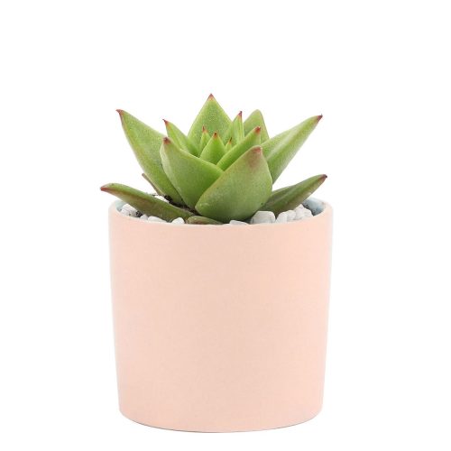 Succulent with Small Modern Cylinder Pot, Unique Succulent Gift Ideas, Succulent in ceramic pots, Succulent Decor Ideas, 2 inch succulent pots for sale, EcoFriendly Succulent Gift Box for Employee, Corporate Gift Succulents For Sale Online, Succulent Thank You Gift Ideas, Thank you gift for your staff in 2023, Customizable Gift Boxes for employees and clients, Office gift for employees, Employee appreciation day 2023 ideas, Succulent Plants for Clients & Employees for sale 