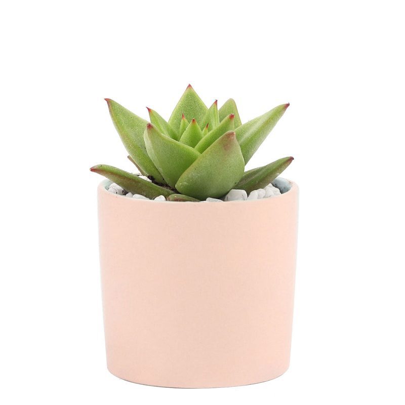 Succulent with Small Modern Cylinder Pot, Unique Succulent Gift Ideas, Succulent in ceramic pots, Succulent Decor Ideas, 2 inch succulent pots for sale, EcoFriendly Succulent Gift Box for Employee, Corporate Gift Succulents For Sale Online, Succulent Thank You Gift Ideas, Thank you gift for your staff in 2023, Customizable Gift Boxes for employees and clients, Office gift for employees, Employee appreciation day 2023 ideas, Succulent Plants for Clients & Employees for sale