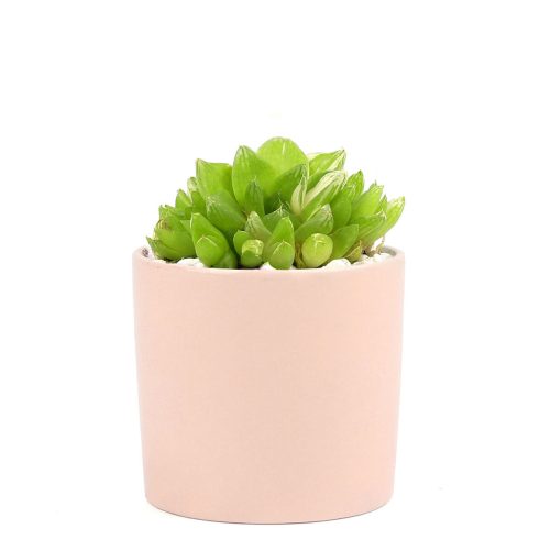 Succulent with Small Modern Cylinder Pot, Unique Succulent Gift Ideas, Succulent in ceramic pots, Succulent Decor Ideas, 2 inch succulent pots for sale, EcoFriendly Succulent Gift Box for Employee, Corporate Gift Succulents For Sale Online, Succulent Thank You Gift Ideas, Thank you gift for your staff in 2023, Customizable Gift Boxes for employees and clients, Office gift for employees, Employee appreciation day 2023 ideas, Succulent Plants for Clients & Employees for sale 