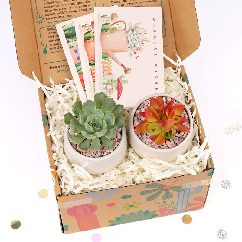 EcoFriendly Succulent Gift Box for Employee, Corporate Gift Succulents For Sale Online, Succulent Thank You Gift Ideas, Thank you gift for your staff, Customizable Gift Boxes for employees and clients, Office gift for employees, Employee appreciation day ideas, Succulent Plants for Clients & Employees for sale