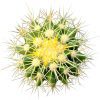 Golden barrel cactus, how to grow Echinocactus grusonii, indoor succulents, succulents garden, succulent subscription, monthly succulents, succulent care guide, succulent care tips, outdoor succulents, Succulents shop near me, how to grow succulents, succulents shop in California, cactus, cactus succulent, succulent cactus, cacti, cactus and succulents, succulents box, succulent shop, buy succulents online