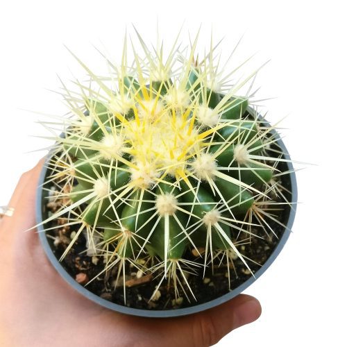 GOLDENBARRELCACTUS1