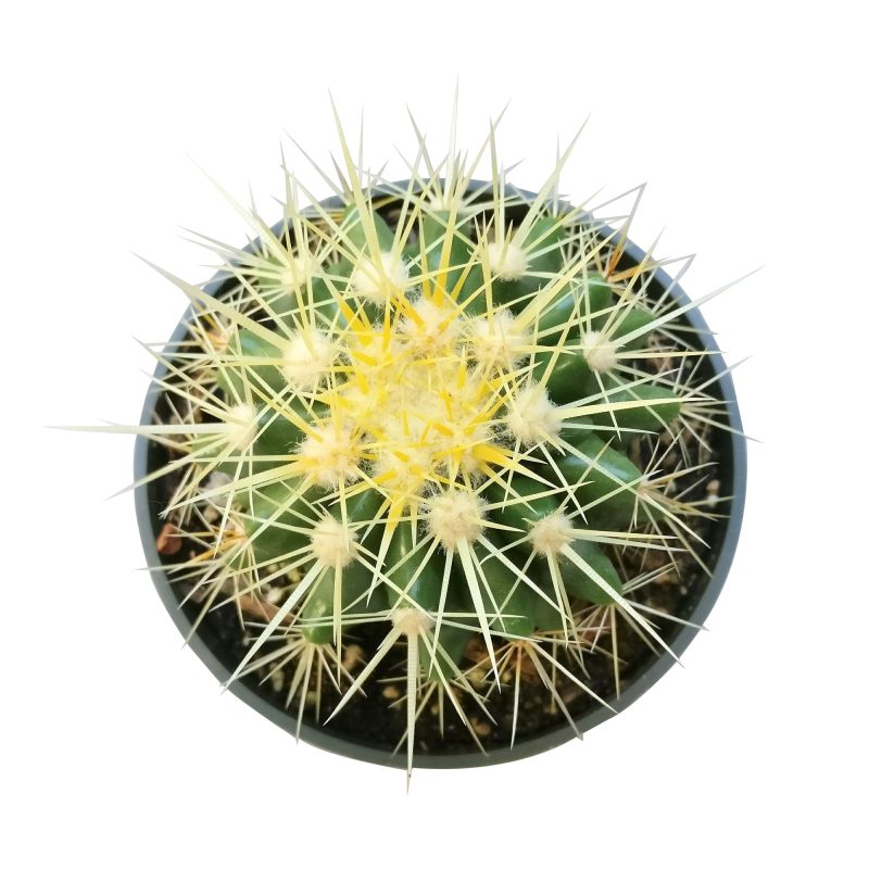 GOLDENBARRELCACTUS2