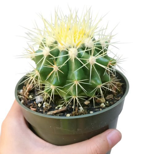 GOLDENBARRELCACTUS3