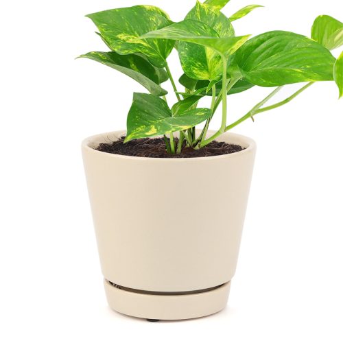 GOLDENPOTHOS1