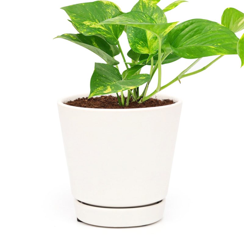 best air-purifying houseplants, Golden Pothos, houseplant gift ideas, what houseplant for low light conditions