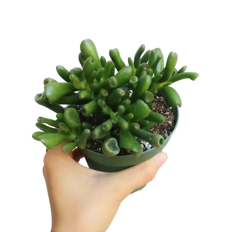 GOLLUMJADECRASSULA