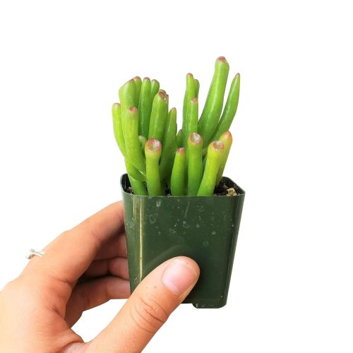 jade plant care, indoor succulents, succulent subscription, succulent care guide, succulent plant, cactus, succulents garden, Succulents, monthly succulents, jade plant in California, How to grow jade plant, crassula, crassula plant, crassula succulent, crassula types, crassula varieties, types of crassula, crassula species, crassulas, succulent crassula, dwarf jade plant, jade plant for sale, lucky plant for sale, money tree for sale