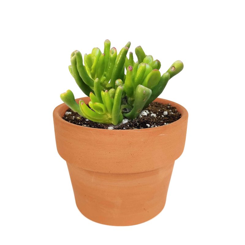 How to grow gollum jade crassula, crassula, crassula plant, crassula succulent, crassula types, crassula varieties, types of crassula, crassula species, crassulas, succulent crassula, dwarf jade plant, jade plant for sale, lucky plant for sale, money tree for sale