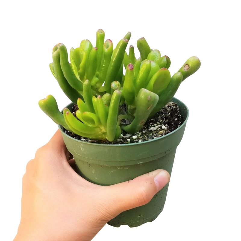 jade plant care, indoor succulents, succulent subscription, succulent care guide, succulent plant, cactus, succulents garden, Succulents, monthly succulents, jade plant in California, How to grow jade plant, crassula, crassula plant, crassula succulent, crassula types, crassula varieties, types of crassula, crassula species, crassulas, succulent crassula, dwarf jade plant, jade plant for sale, lucky plant for sale, money tree for sale