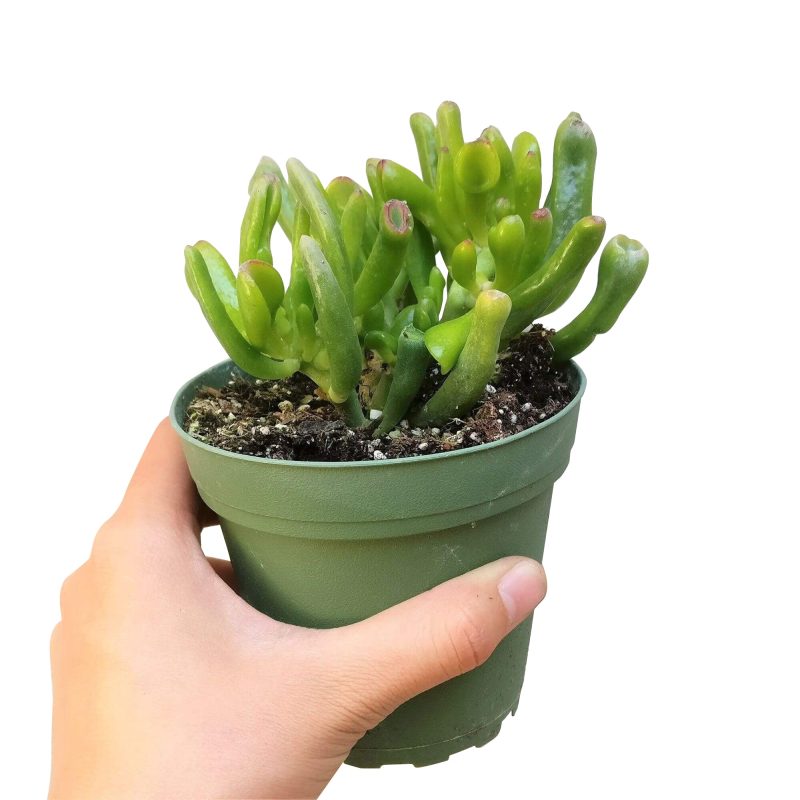 GOLLUMJADECRASSULA3