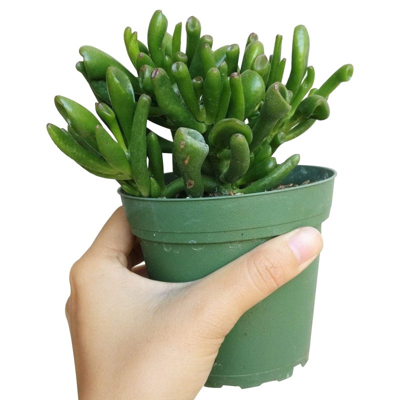 GOLLUMJADECRASSULA4