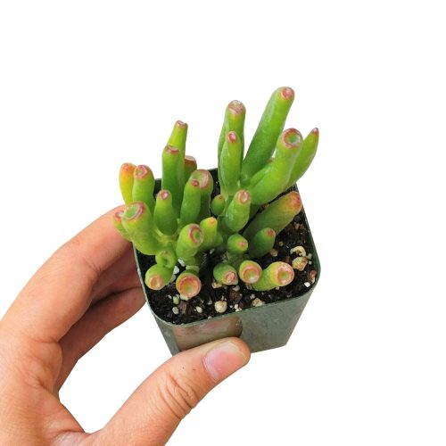 GOLLUMJADECRASSULA5