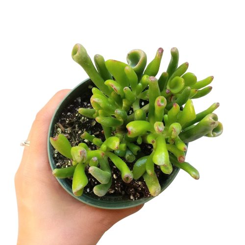 GOLLUMJADECRASSULA e9a8c452 fb49 4607 bc3c 6752b1cbb9d3