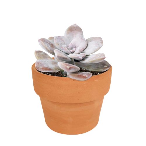  succulent nursery, succulent box, rare succulents, rare succulents for sale, unique succulents, buy succulents online, rare succulent, succulent shop, unusual succulents, succulent store, succulents online