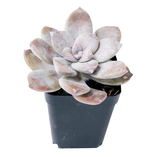 Graptopetalum Superbum, Rare succulents, succulent plant, succulents shop in California, indoor succulents, succulent subscription, Succulents, succulent care tips, monthly succulents, Graptopetalum Plant in California, How to grow Graptopetalum Plant, rare succulents, rare succulents for sale, unique succulents, buy succulents online, rare succulent, succulent shop, unusual succulents, succulent store, succulents online