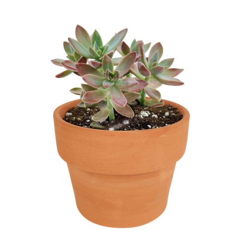 How to grow Graptosedum california sunset, echeveria, echeveria succulent, echeveria types, succulent echeveria, buy succulents online, succulent shop, succulent store, echeveria plant