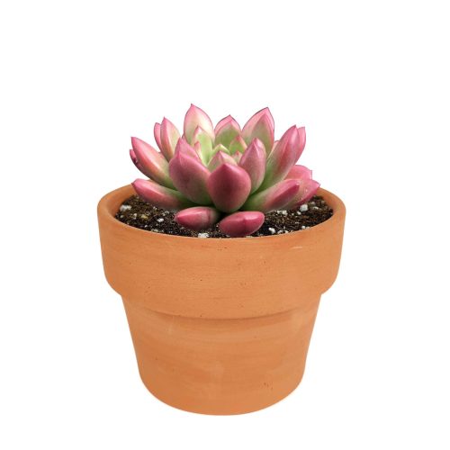 Pink Rosettes Succulent Plant, Types of Graptoveria Succulents, Shop Succulents in California, Buy Succulents Online, Succulents, Cactus, rare succulents, rare succulents for sale, unique succulents, buy succulents online, rare succulent, succulent shop, unusual succulents, succulent store, succulents online