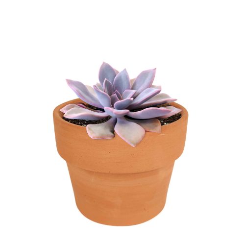 succulent care guide, Succulents, succulents garden, Graptoveria Debbie in California, How to grow Graptoveria Debbie, echeveria, echeveria succulent, echeveria types, succulent echeveria, buy succulents online, succulent shop, succulent store, echeveria plant