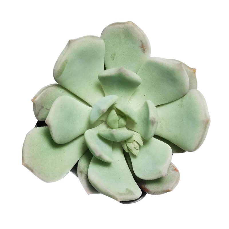 Graptoveria Moonglow for Sale, succulents garden, indoor succulents, succulents shop in California, succulent care guide, monthly succulents, succulents store in CA, succulent subscription, succulent plant, Graptoveria Moonglow in California, How to grow Graptoveria Moonglow, rare succulents, rare succulents for sale, unique succulents, buy succulents online, rare succulent, succulent shop, unusual succulents, succulent store, succulents online