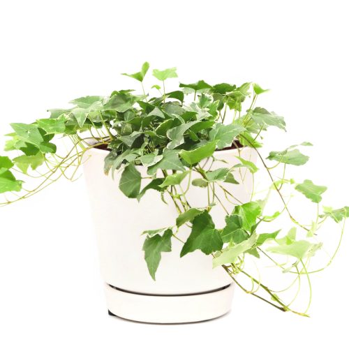 Gracier English Ivy, fast-growing and easy care plant for hanging baskets, best air-purifying plant for indoor spaces, Hedera helix Glacier, evergreen trailing plant for ground and wall covering