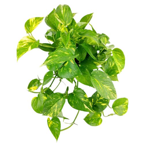 GoldenPothos 8 36.95