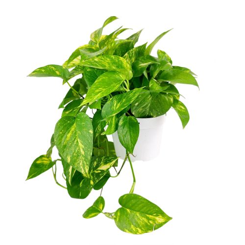 GoldenPothos 8 36.95 2