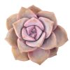 Graptopetalum Purple Delight 2 inch for sale, Graptopetalum Purple Delight 2 inch, Graptopetalum Purple Delight for sale, 2 inch succulent for sale, 2 inch succulent near me, 2 inch succulent in CA