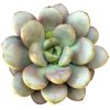 Graptoveria Amethorum Succulent for sale, Echeveria Amethorum Rosette Shaped Succulent Plant, How to care for Graptoveria Amethorum Succulent, How to grow Graptoveria Amethorum Succulent indoor, Rare Echeveria Succulents for sale, Succulents Gift Decor Ideas, rare succulents, rare succulents for sale, unique succulents, buy succulents online, rare succulent, succulent shop, unusual succulents, succulent store, succulents online