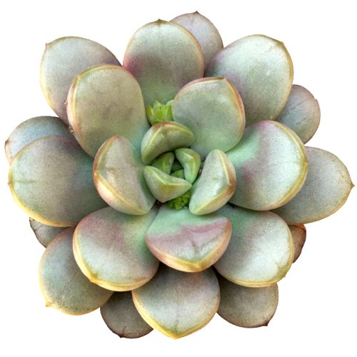 Graptoveria Amethorum Succulent for sale, Echeveria Amethorum Rosette Shaped Succulent Plant, How to care for Graptoveria Amethorum Succulent, How to grow Graptoveria Amethorum Succulent indoor, Rare Echeveria Succulents for sale, Succulents Gift Decor Ideas, rare succulents, rare succulents for sale, unique succulents, buy succulents online, rare succulent, succulent shop, unusual succulents, succulent store, succulents online