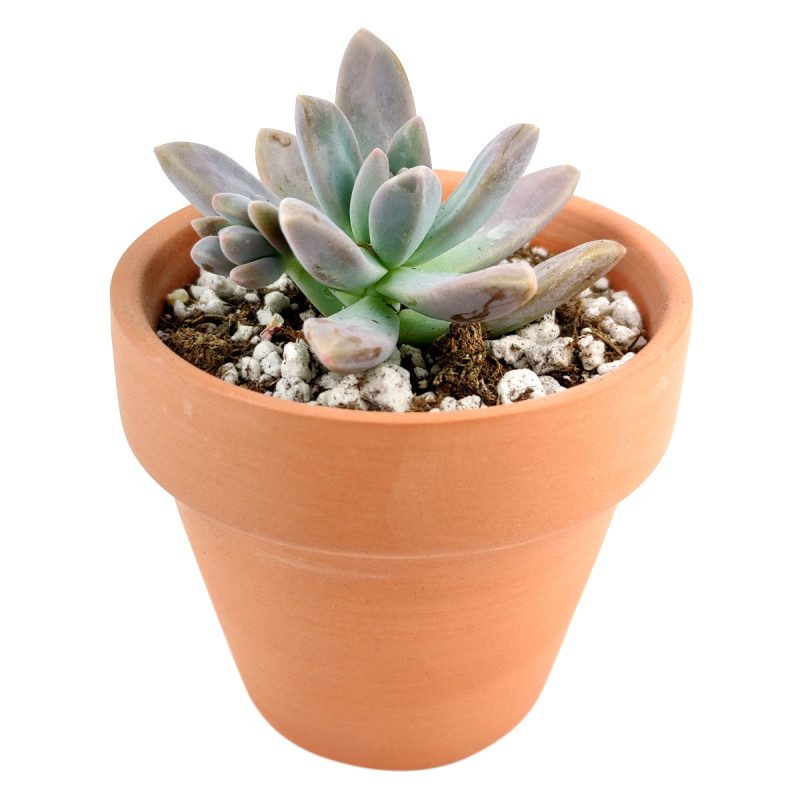 Graptoveria Blue Pearl, succulents shop in California, succulent care tips, succulent care guide, succulents garden, Rare succulents, succulent subscription, succulent care, monthly succulents, Graptoveria Blue Pearl in California, How to grow Graptoveria Blue Pearl, rare succulents, rare succulents for sale, unique succulents, buy succulents online, rare succulent, succulent shop, unusual succulents, succulent store, succulents online