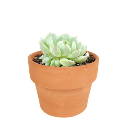 succulents store in CA, succulent subscription, succulent plant, Graptoveria Moonglow in California, How to grow Graptoveria Moonglow, rare succulents, rare succulents for sale, unique succulents, buy succulents online, rare succulent, succulent shop, unusual succulents, succulent store, succulents online