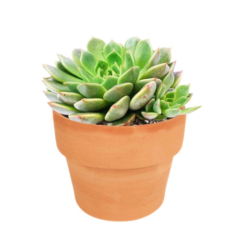 Graptoveria Olivia in California, How to grow Graptoveria Olivia, echeveria, echeveria succulent, echeveria types, succulent echeveria, buy succulents online, succulent shop, succulent store, echeveria plant