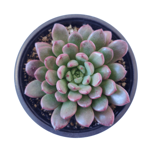 Graptoveria Bashful Succulent, Graptoveria Jujube Plant, Graptoveria Pinkle Ruby, Graptoveria Pink Ruby, Pink Rosettes Succulent Plant, Types of Graptoveria Succulents, Shop Succulents in California, Buy Succulents Online, Succulents, Cactus, rare succulents, rare succulents for sale, unique succulents, buy succulents online, rare succulent, succulent shop, unusual succulents, succulent store, succulents online 