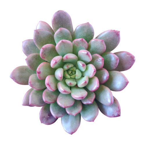 Graptoveria Bashful Succulent, Graptoveria Jujube Plant, Graptoveria Pinkle Ruby, Graptoveria Pink Ruby, Pink Rosettes Succulent Plant, Types of Graptoveria Succulents, Shop Succulents in California, Buy Succulents Online, Succulents, Cactus, rare succulents, rare succulents for sale, unique succulents, buy succulents online, rare succulent, succulent shop, unusual succulents, succulent store, succulents online 