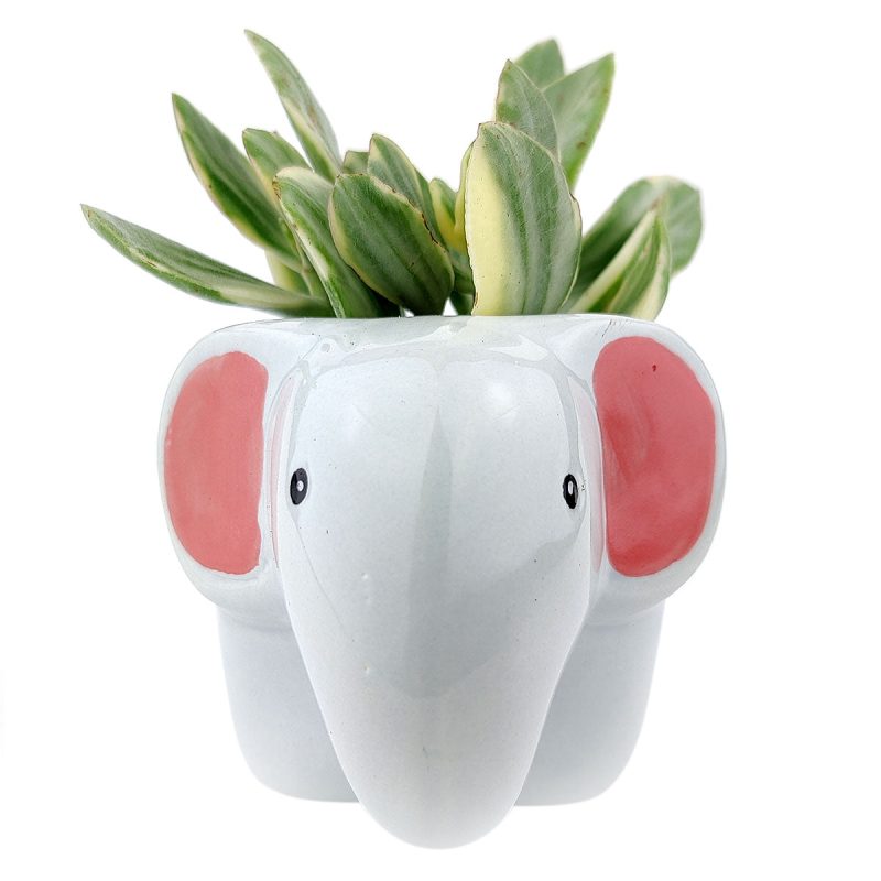 Grayelephantpot