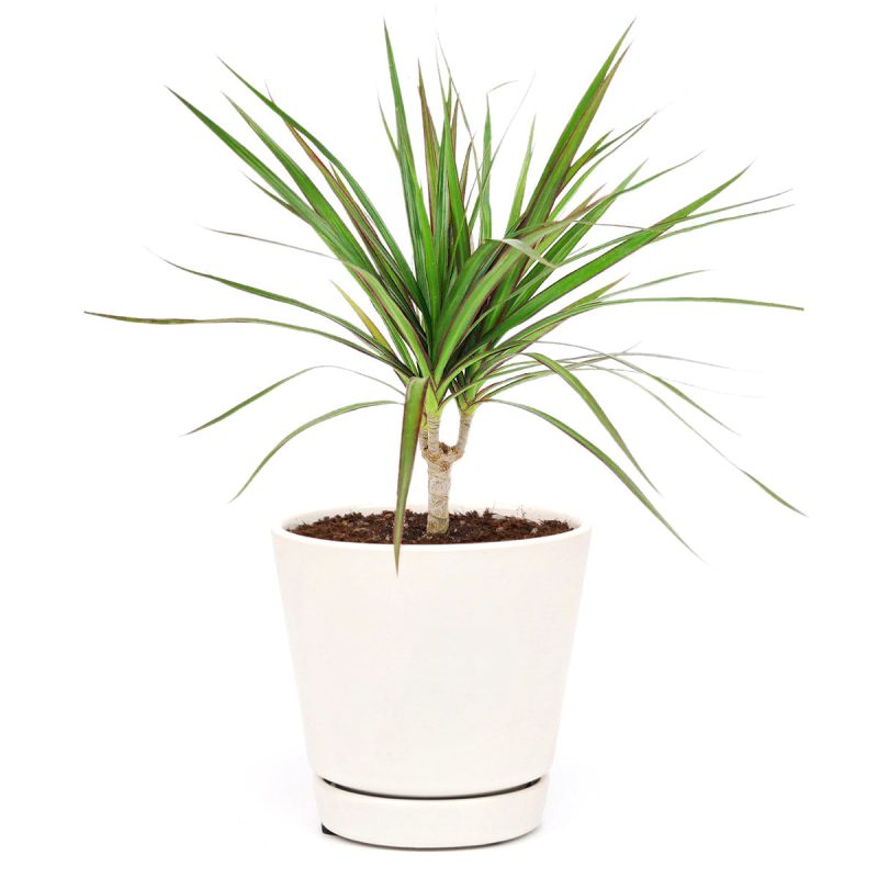 Green Dracaena Marginata, easy to care for houseplant, air-purifying houseplant, houseplant for office, Dragon Tree, how to care for Dracaena Marginata