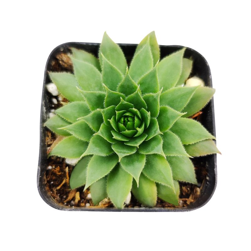 sempervivum green wheel for sale, succulent subscription, succulent plant, how to grow succulents, Succulents, succulents shop in California, succulent care guide, indoor succulents, Succulents shop near me, sempervivum green wheel in California, How to grow sempervivum green wheel, indoor succulents