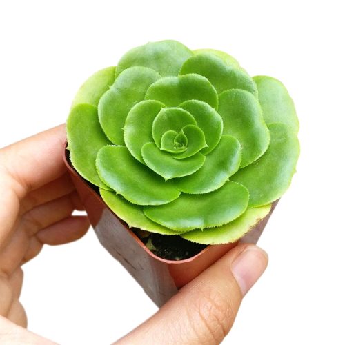 Green Platters, succulents store in CA, succulents garden, succulent care tips, cactus, succulents shop in California, succulent subscription, how to grow succulents, succulent plant, Green Platters in California, How to grow Green Platters