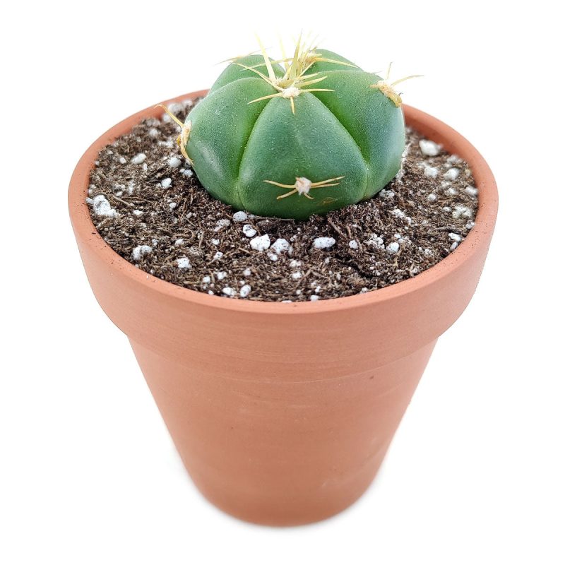 Gymnocalycium horstii, monthly succulents, succulent care, succulent care guide, Succulents shop near me, indoor succulents, succulents garden, cactus, succulent subscription, Gymnocalycium horstii in California, How to grow Gymnocalycium horstii, Spider Cactus, cactus, cactus succulent, succulent cactus, cacti, cactus and succulents, succulents box, succulent shop, buy succulents online