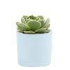 Succulent with Small Modern Cylinder Pot, Unique Succulent Gift Ideas, Succulent in ceramic pots, Succulent Decor Ideas, 2 inch succulent pots for sale, EcoFriendly Succulent Gift Box for Employee, Corporate Gift Succulents For Sale Online, Succulent Thank You Gift Ideas, Thank you gift for your staff in 2023, Customizable Gift Boxes for employees and clients, Office gift for employees, Employee appreciation day 2023 ideas, Succulent Plants for Clients & Employees for sale