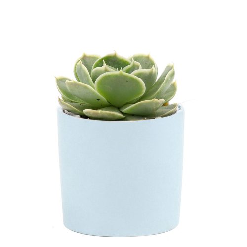 Succulent with Small Modern Cylinder Pot, Unique Succulent Gift Ideas, Succulent in ceramic pots, Succulent Decor Ideas, 2 inch succulent pots for sale, EcoFriendly Succulent Gift Box for Employee, Corporate Gift Succulents For Sale Online, Succulent Thank You Gift Ideas, Thank you gift for your staff in 2023, Customizable Gift Boxes for employees and clients, Office gift for employees, Employee appreciation day 2023 ideas, Succulent Plants for Clients & Employees for sale 