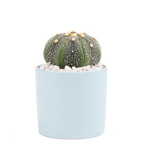 Succulent with Small Modern Cylinder Pot, Unique Succulent Gift Ideas, Succulent in ceramic pots, Succulent Decor Ideas, 2 inch succulent pots for sale, EcoFriendly Succulent Gift Box for Employee, Corporate Gift Succulents For Sale Online, Succulent Thank You Gift Ideas, Thank you gift for your staff in 2023, Customizable Gift Boxes for employees and clients, Office gift for employees, Employee appreciation day 2023 ideas, Succulent Plants for Clients & Employees for sale 