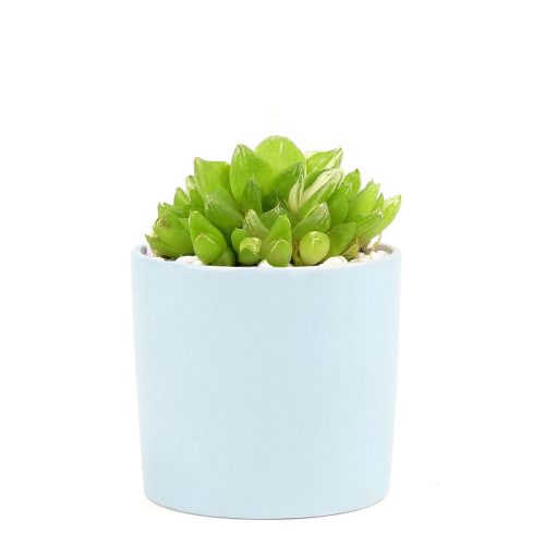 Succulent with Small Modern Cylinder Pot, Unique Succulent Gift Ideas, Succulent in ceramic pots, Succulent Decor Ideas, 2 inch succulent pots for sale, EcoFriendly Succulent Gift Box for Employee, Corporate Gift Succulents For Sale Online, Succulent Thank You Gift Ideas, Thank you gift for your staff in 2023, Customizable Gift Boxes for employees and clients, Office gift for employees, Employee appreciation day 2023 ideas, Succulent Plants for Clients & Employees for sale 