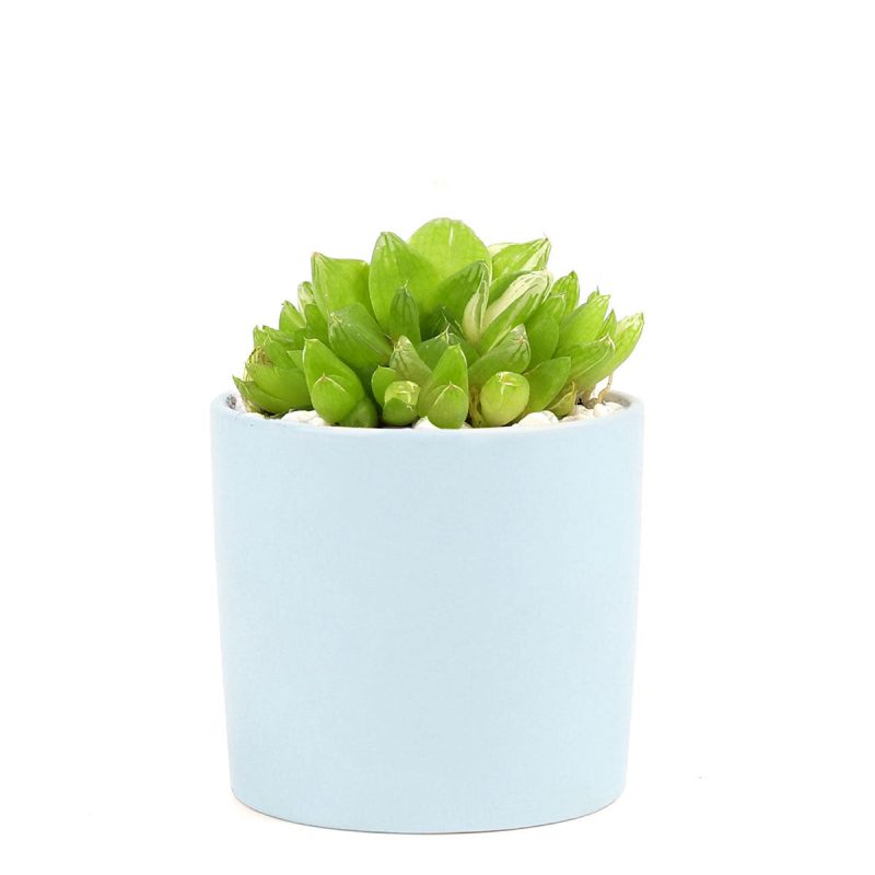 Succulent with Small Modern Cylinder Pot, Unique Succulent Gift Ideas, Succulent in ceramic pots, Succulent Decor Ideas, 2 inch succulent pots for sale, EcoFriendly Succulent Gift Box for Employee, Corporate Gift Succulents For Sale Online, Succulent Thank You Gift Ideas, Thank you gift for your staff in 2023, Customizable Gift Boxes for employees and clients, Office gift for employees, Employee appreciation day 2023 ideas, Succulent Plants for Clients & Employees for sale